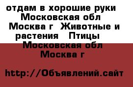 отдам в хорошие руки - Московская обл., Москва г. Животные и растения » Птицы   . Московская обл.,Москва г.